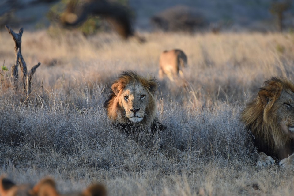 El Karama Lodge, Laikipia, Kenya