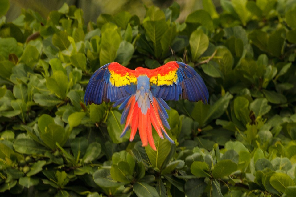 Jens Høgsted Costa Rica