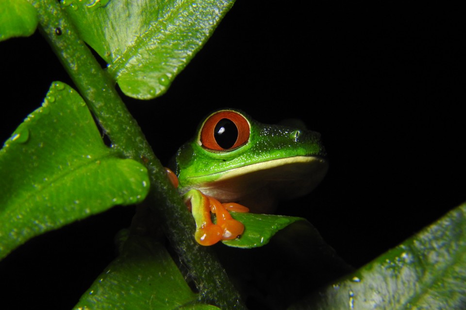 Maquenque Ecolodge, Costa Rica