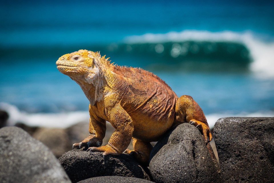 Leguan på Galapagos