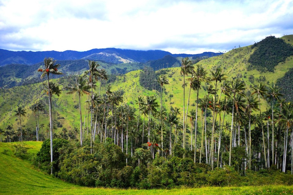 Valle de la Carbonera, Kafferegionen, Colombia